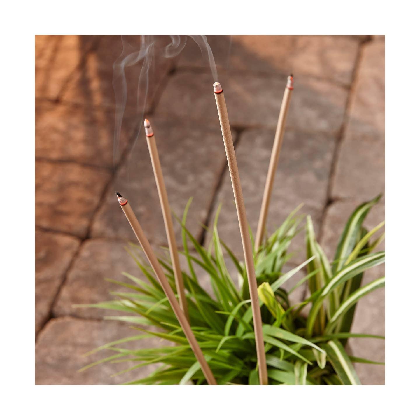 Magnolia & Citronella Incense Sticks